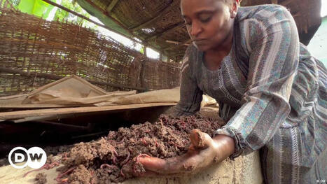 AFRICA: Ethiopian farmers see value in worm compost  | AFRIQUES | Scoop.it