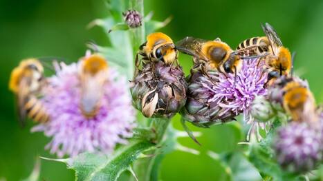 The Disproportionate Value of ‘Weeds’ to Pollinators and Biodiversity | EntomoNews | Scoop.it