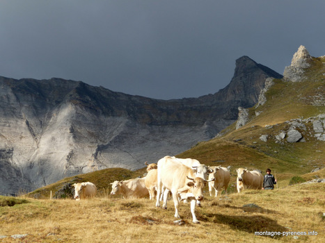 Le retour des blondes de la Gela | Vallées d'Aure & Louron - Pyrénées | Scoop.it