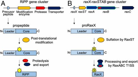 PNAS: Biosynthesis and secretion of the microbial sulfated peptide RaxX and binding to the rice XA21 immune receptor (2019) | Plants and Microbes | Scoop.it