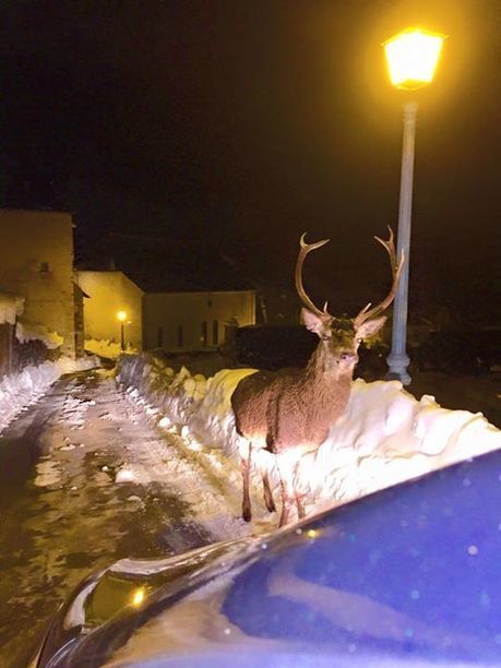 Effet de cerf dans la vallée - Keke Cadeilhoche | Facebook | Vallées d'Aure & Louron - Pyrénées | Scoop.it