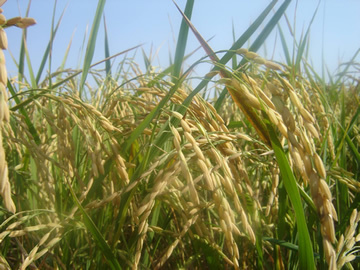 CENTRAL & WEST ASIA: Rice production training to focus on the System of Rice Intensification | SRI Global News: February - April 2024 **sririce -- System of Rice Intensification | Scoop.it