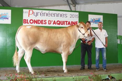 Le concours National Blond 2020 est annulé | Vallées d'Aure & Louron - Pyrénées | Scoop.it