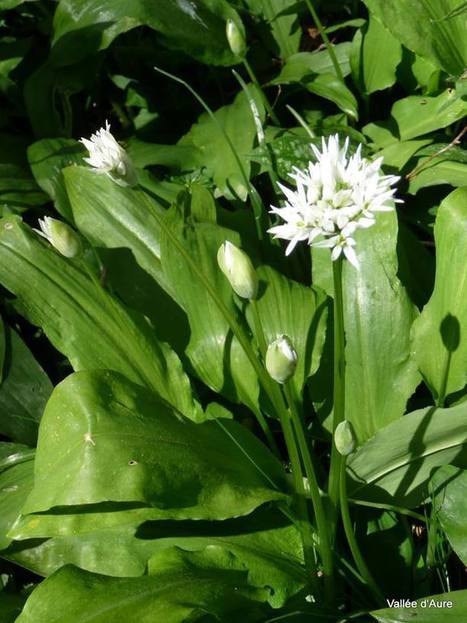 Ail des ours en floraison | Vallées d'Aure & Louron - Pyrénées | Scoop.it