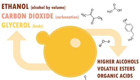 Use of Non-conventional Yeasts to Enrich the Aroma Profile of Beer | iBB | Scoop.it