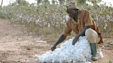 AFRICA : Remobiliser la filière africaine du coton face aux chutes de production  | AFRIQUES | Scoop.it