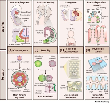 Advancing organoid design through co-emergence, assembly, and bioengineering | iBB | Scoop.it