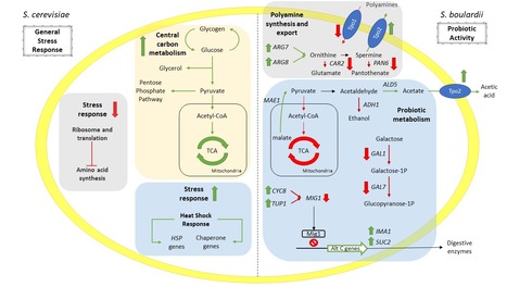 What Makes S. boulardii probiotic? A Transcriptomics View | iBB | Scoop.it