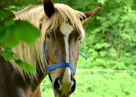 Une nouvelle charte du cheval publiée par la British Equestrian Federation | vetitude | Scoop.it