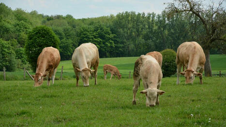 Quelle rentabilité pour les exploitations bovines viandeuses biologiques en Wallonie? | Elevage et environnement | Scoop.it