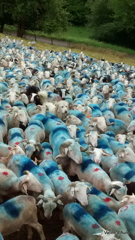 Près de Grailhen, un patou a du bleu à l'âme .... | Vallées d'Aure & Louron - Pyrénées | Scoop.it