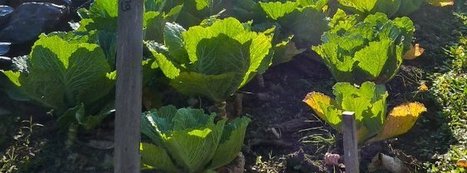 Gardeners Sharing Their Harvest With A Community Food Pantry: No Food Left Behind | Sharing Economy | Scoop.it