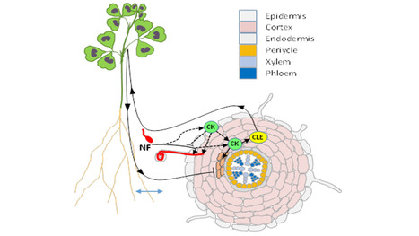 Review: Cytokinins in Legume Plant Symbiotic Nodulation: When, Where, What For? | Life Sciences Université Paris-Saclay | Scoop.it