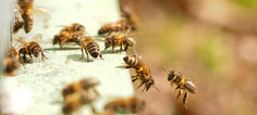 Les abeilles meurent plus en France pendant la saison apicole que dans le reste de l'Europe | Paysage - Agriculture | Scoop.it