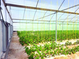 QATAR: New success for agriculture research in Qatar | PAYS DU GOLFE | Scoop.it