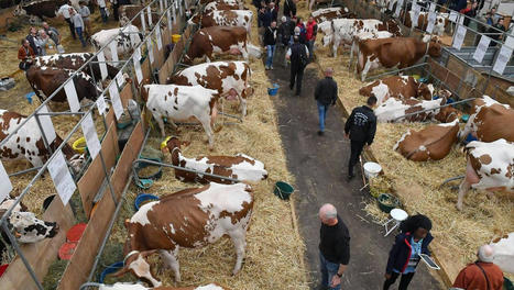 SPACE: le Salon international de l’élevage fête son grand retour à Rennes | Actualité Bétail | Scoop.it
