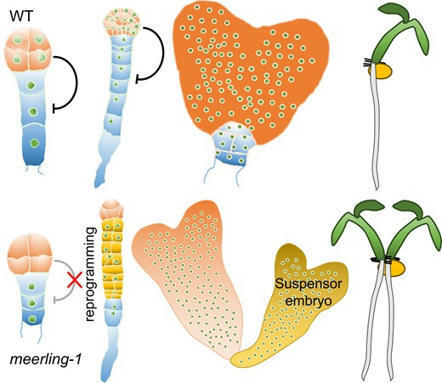 Arabidopsis ribosomal RNA processing meerling mutants exhibit suspensor-derived polyembryony due to direct reprogramming of the suspensor  | SEED DEV LAB info | Scoop.it