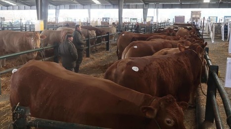 Parthenay : le concours national d'animaux de boucherie annulé | Actualité Bétail | Scoop.it