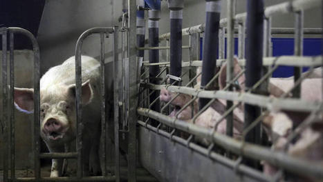 Pays-Bas: face à la pollution, le premier exportateur de viande en Europe veut réduire son cheptel | Actualité Bétail | Scoop.it