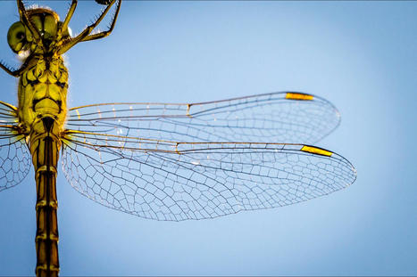 Using dragonfly wings to redesign a Boeing 777 to be lighter, stronger and more sustainable | Biognosis | Scoop.it