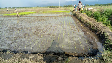 BURUNDI: Le Système de Riziculture Intensif (SRI): Une Aubaine pour les Riziculteurs | SRI Global News: February - April 2024 **sririce -- System of Rice Intensification | Scoop.it