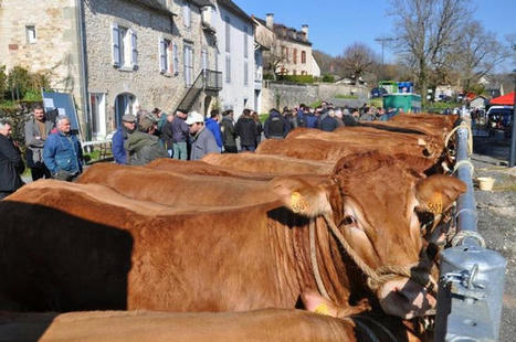 Une foire aux bovins gras jeudi 25 mars | Actualité Bétail | Scoop.it