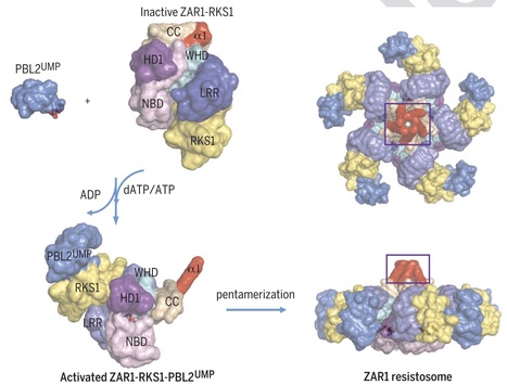 Science: Reconstitution and structure of a plant NLR resistosome conferring immunity (2019) | Plants and Microbes | Scoop.it