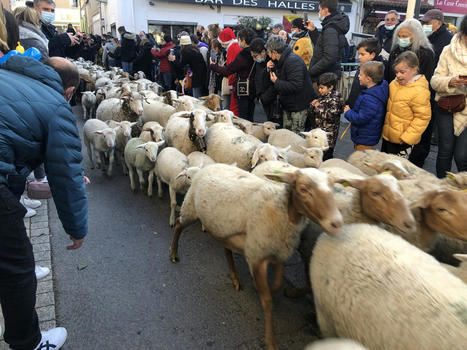 EN IMAGES Transhumance au marché de Noël à Vauvert | Cévennes Infos Tourisme | Scoop.it