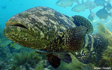 New Year's Resolution 2012: Let's Gain Weight in the Ocean | OUR OCEANS NEED US | Scoop.it
