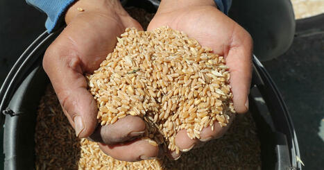 Drought-hit TUNISIA turns to Russian companies to secure much-needed grain shipments | MED-Amin network | Scoop.it