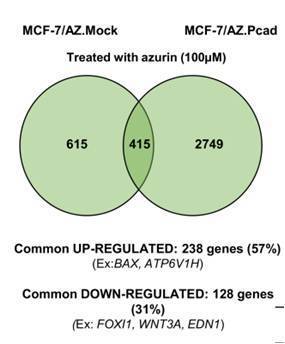 Molecular Profiling of Breast Cancer Model Reveals New Targets for the Anti-Cancer Protein Azurin | iBB | Scoop.it