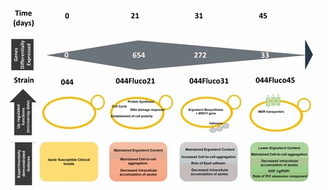 Following the Evolution Towards Fluconazole Resistance in C. glabrata | iBB | Scoop.it