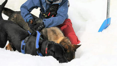 Saint-Lary Soulan : rassemblement des maîtres-chiens d’avalanche des Pyrénées | Vallées d'Aure & Louron - Pyrénées | Scoop.it