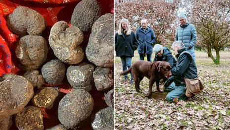 Spécial Truffe d'Uzès : recettes, récolte, bon plan | Cévennes Infos Tourisme | Scoop.it