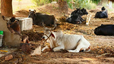 Quel est le poids de l'Inde sur le marché mondial de la viande bovine ? | Economie de l'Elevage | Scoop.it