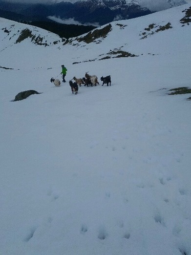 Les 7 chèvres qui s'étaient échappées d'un élevage de Fréchet-Aure ont été retrouvées | Vallées d'Aure & Louron - Pyrénées | Scoop.it