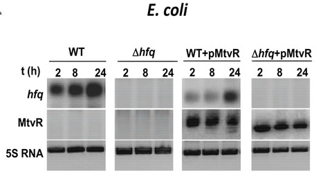 The B. cenocepacia sRNA MtvR Regulates Hfq in E. coli and P. aeruginosa | iBB | Scoop.it