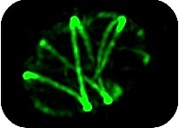 Lateral and Septal Peptidoglycan Synthesis in Staphylococcus aureus | iBB | Scoop.it