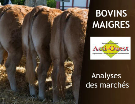 Bovins maigres – Les besoins sont largement couverts | Actualité Bétail | Scoop.it