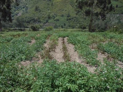 BMC Series blog: Phenotypic plasticity in a pandemic lineage of the Irish potato famine pathogen (2018) | Plant Pathogenomics | Scoop.it