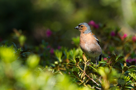 Rencontre avec des oiseaux dans la Réserve du Néouvielle le 27 juin 2020 | Vallées d'Aure & Louron - Pyrénées | Scoop.it