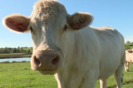 Unesco : les voyants sont au vert pour le pays Charolais-Brionnais | Actualité Bétail | Scoop.it