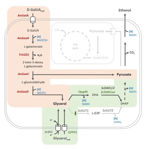 Metabolic Engineering of Saccharomyces cerevisiae Towards the Valorization of Pectin-rich Residues | iBB | Scoop.it