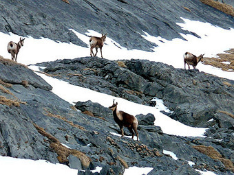 Posets ha perdido en un año un 35% de su población de sarrio por el pestivirus | Vallées d'Aure & Louron - Pyrénées | Scoop.it