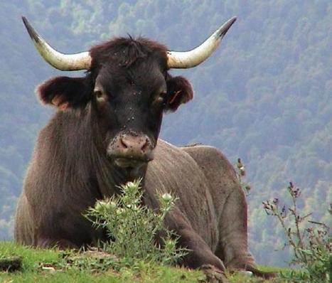 Capvern. Casta : un effet bœuf ! | Vallées d'Aure & Louron - Pyrénées | Scoop.it