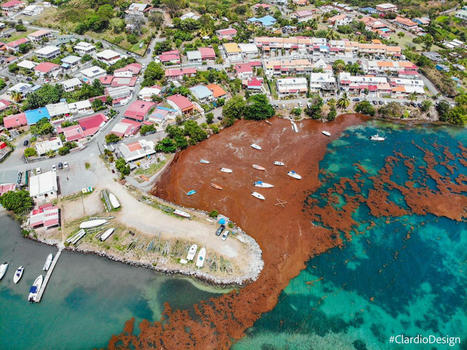 Martinique : Les algues sargasses sont de retour notamment dans le sud de l'île | Revue Politique Guadeloupe | Scoop.it