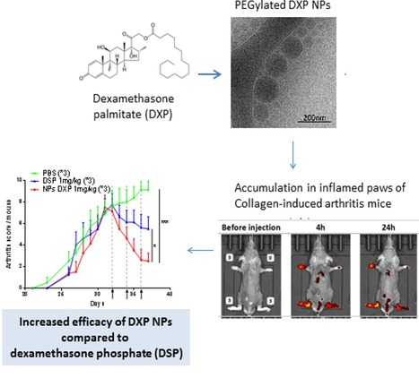 Des nanoprodrogues de glucocorticoïdes ciblant le tissu inflammatoire pour le traitement de l’arthrite rhumatoïde | Life Sciences Université Paris-Saclay | Scoop.it