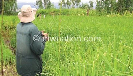 MALAWI: New initiative pushes up rice output in Machinga | SRI Global News: February - April 2024 **sririce -- System of Rice Intensification | Scoop.it