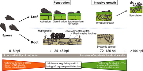 New Phytologist: Virulence‐ and signaling‐associated genes display a preference for long 3′UTRs during rice infection and metabolic stress in the rice blast fungus (2019) | Plants and Microbes | Scoop.it