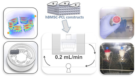 Development of Extruded Perfusion Bioreactor Platform for Cartilage Tissue Engineering | iBB | Scoop.it